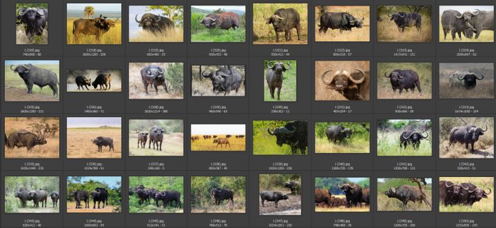 HUSKYLENS 2 AI camera African Wildlife