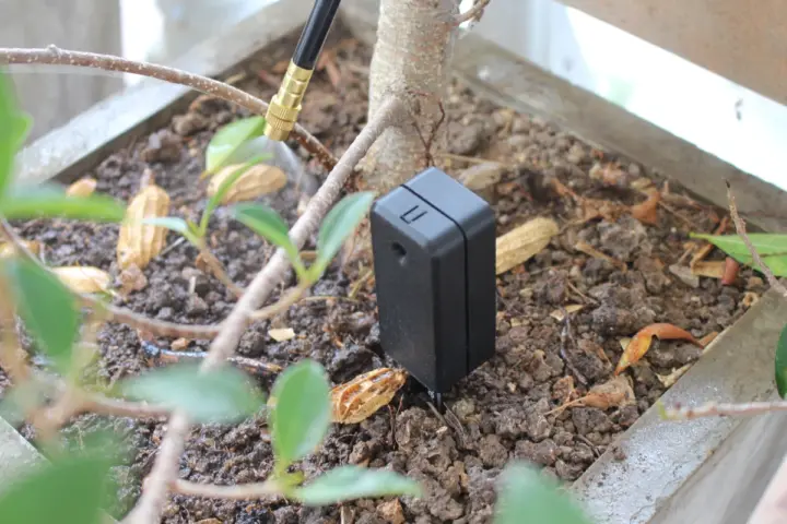 Water plants when dry